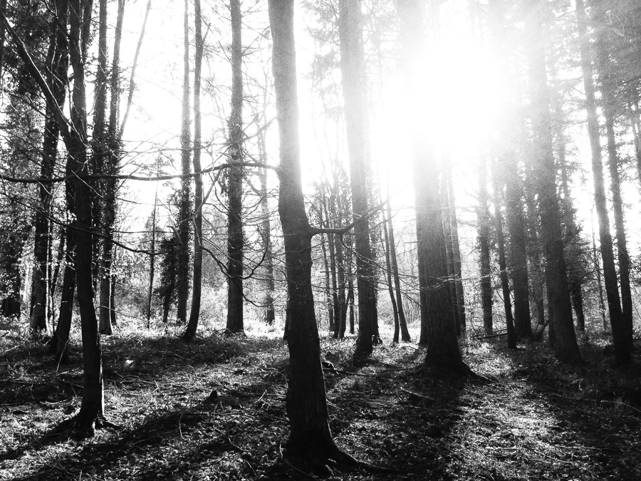 Cheshire commercial photographer, b&w sun through the trees in a wood