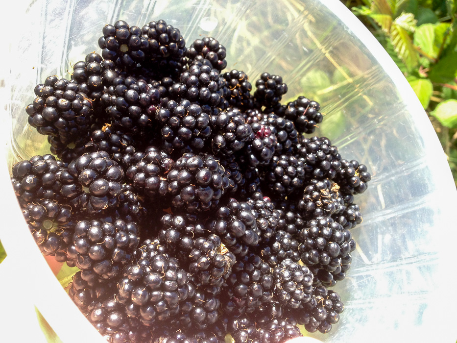 foraged blackberries