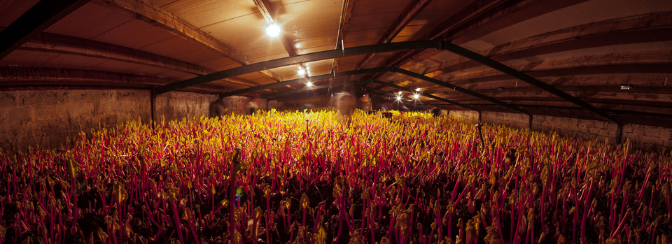 Farming Forced Rhubarb, Cheshire Food Photographer