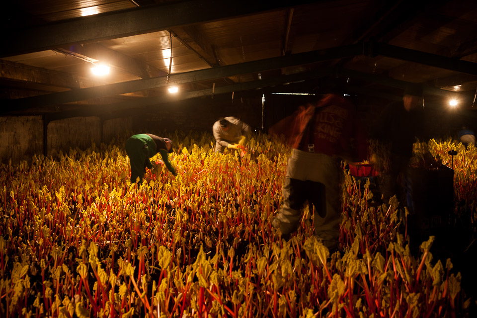 Harvesting Forced Rhubarb by UK Food Photographer, Jonathan Thompson