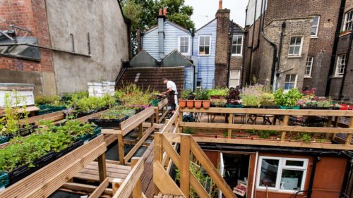 A rooftop garden scene with rows of raised herb beds. A chef, Robin Gill, can be seen collecting herbs surrounded by the backs of the surrounding buildings