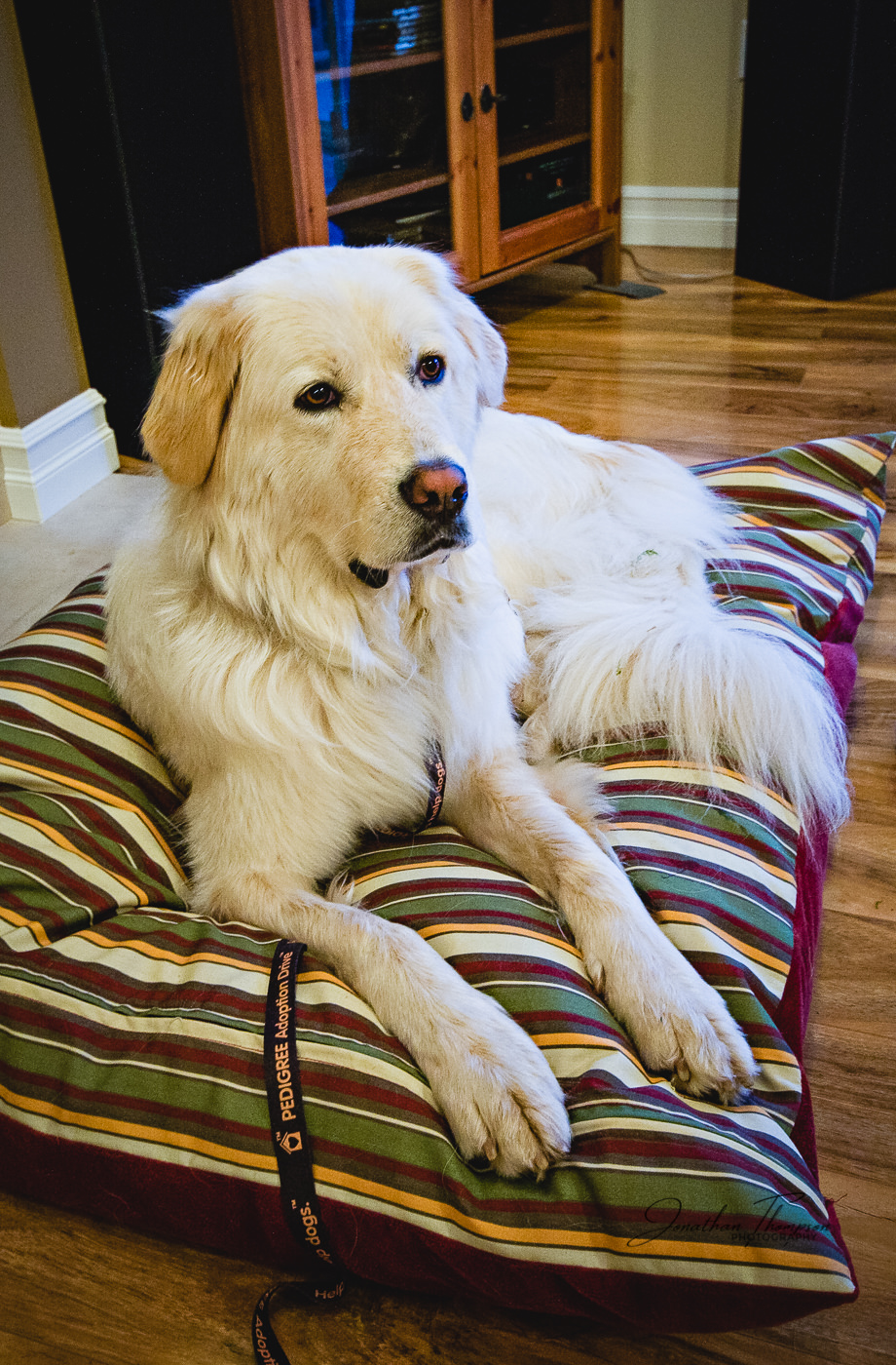 A young Pyrenees Mountain Dog called Tundra laying down on a stripy bed and alert