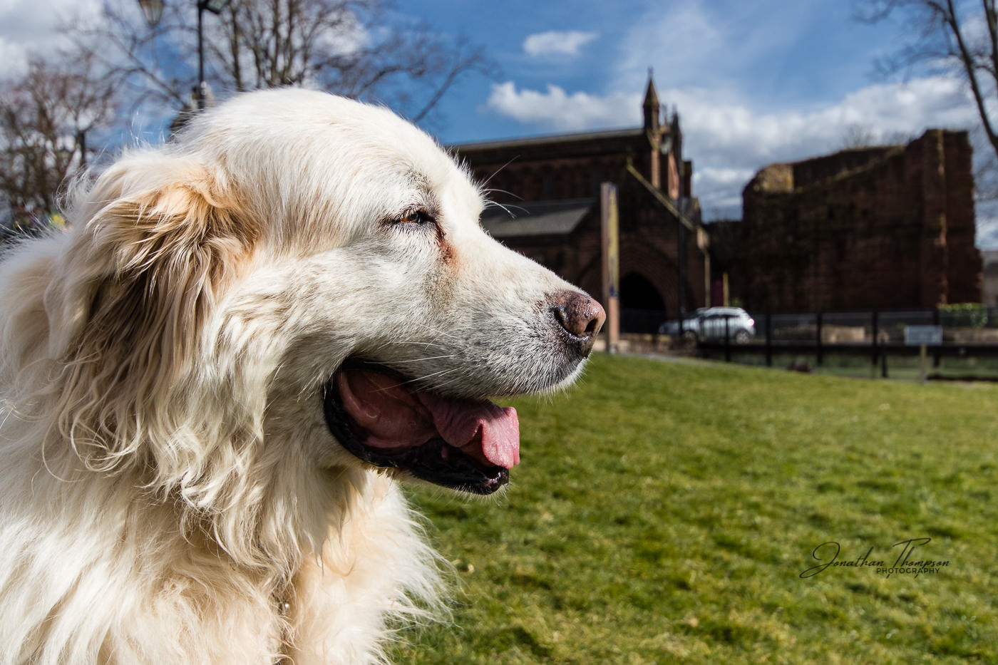 Tundra the Pyrenees Mountain Dog panting in the sun with St Johns Church in the background
